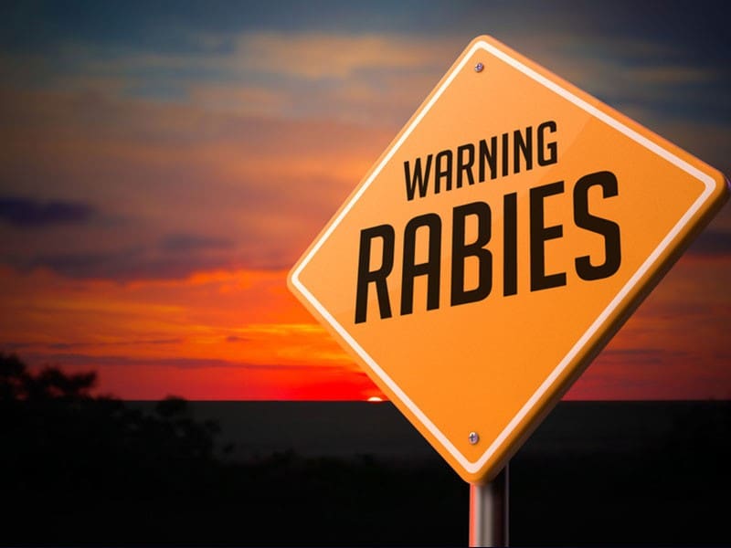 First Positive Rabies Case Of 2017 Reported