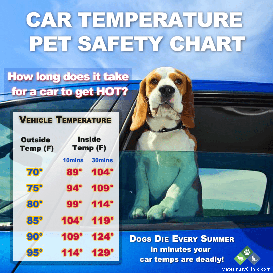 Dogs-Temperature6-23-16
