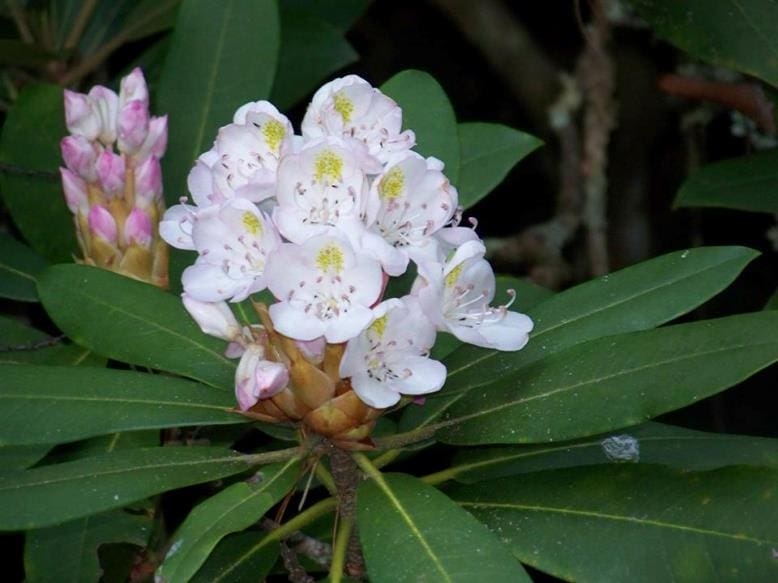 Now Blooming At Raven Cliffs The Rosebay Rhododendron