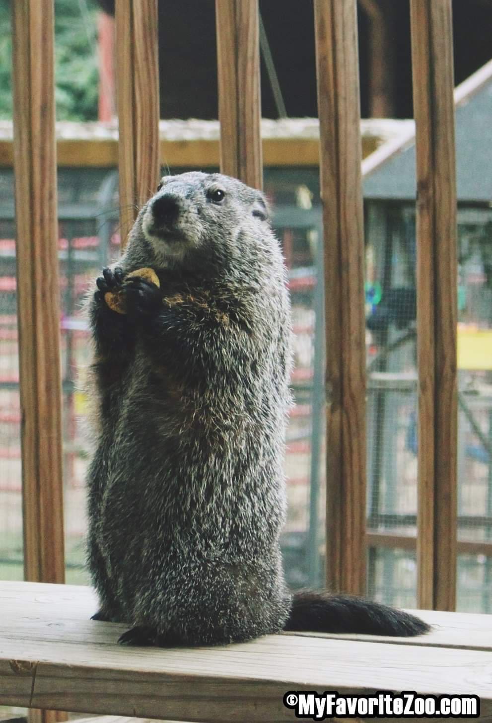 Yonah The Groundhog To Make His Weather Prediction At Freedom Park Sunday